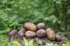 Unraveling the Origin and Global Spread of the Potato Blight Pathogen