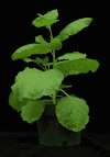 Release of a Draft Genome Sequence for Nicotiana benthamiana