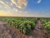 From Genes to Jeans: New Genetic Insights May Lead to Drought Resilient Cotton