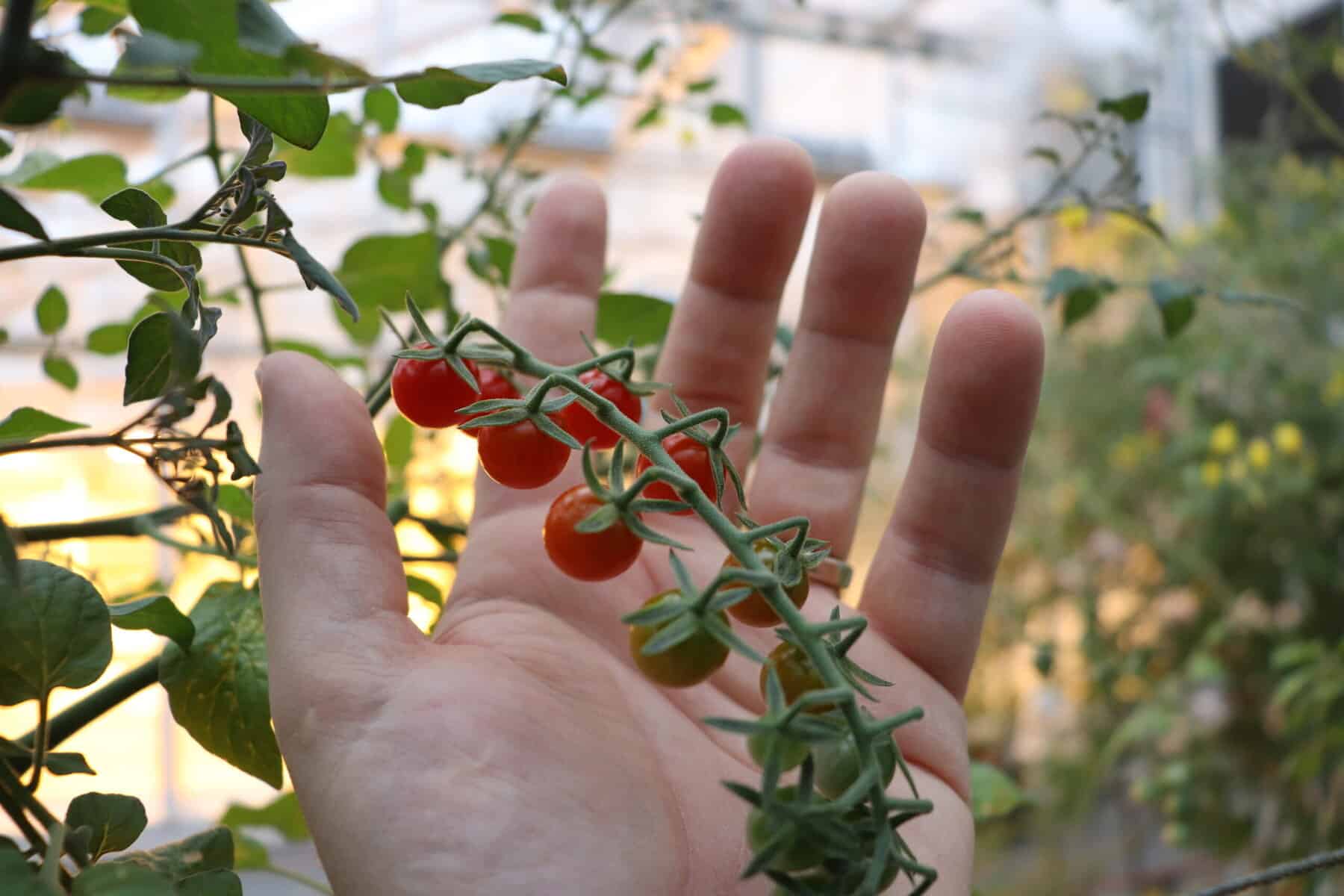 Unlocking the Secrets of Salt Stress Tolerance in Wild Tomatoes
