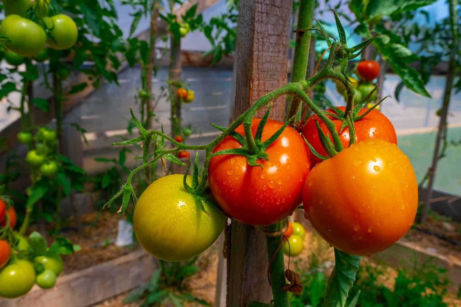 Plant Warfare: The Crucial Function of Nrc Proteins in Tomato Defense Mechanisms