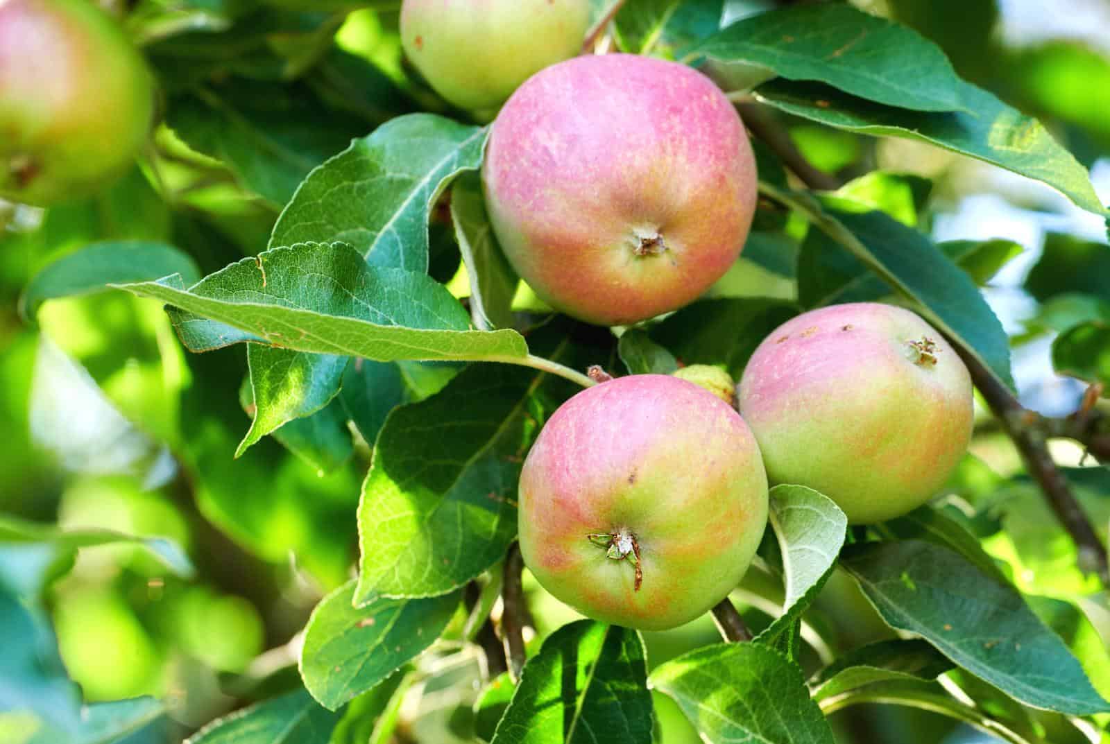 Study Finds Genetic Mechanisms Behind High-Yield Apple Trees