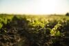 Worm Pheromones Protect Major Crops